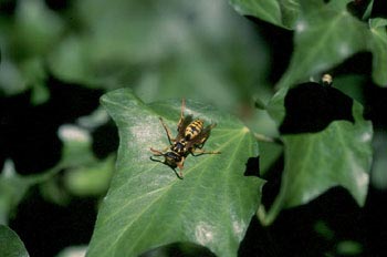 Avispa cómún (Polistes gallicus)