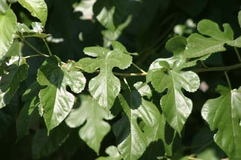 Morera - Hoja (Morus alba)