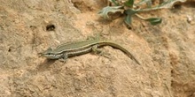 Lagartija ibérica ? Hembra (Podarcis hispanica)