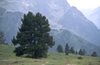 Pino negro - Porte (Pinus uncinata)