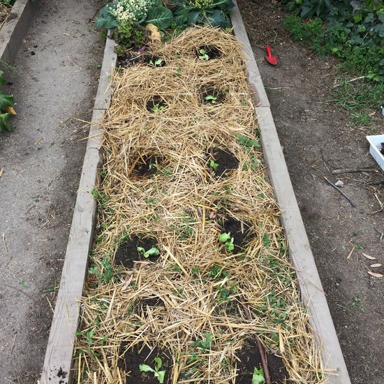 2020_03_25_El huerto en marzo_CEIP FDLR_Las Rozas 5