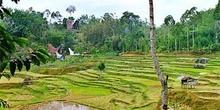 Campos de arroz en las montañas, Sulawesi, Indonesia