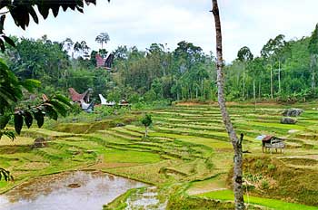 Campos de arroz en las montañas, Sulawesi, Indonesia