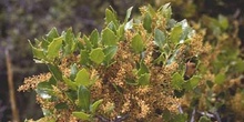 Coscoja / carrasca - Flor (Quercus coccifera)