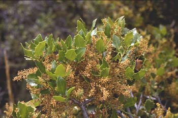 Coscoja / carrasca - Flor (Quercus coccifera)