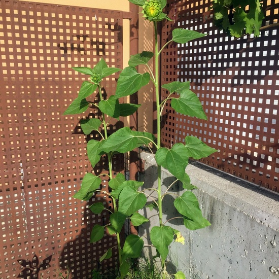 El año hortelano de 4º B 48