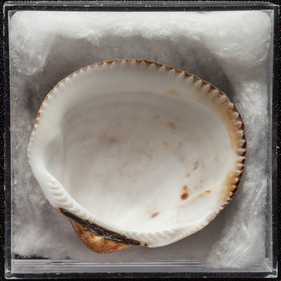 IES_ISABELLACATOLICA_BIOLOGIA_382