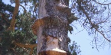 Pino silvestre - Corteza (Pinus sylvestris)