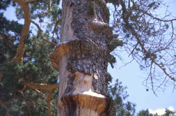 Pino silvestre - Corteza (Pinus sylvestris)