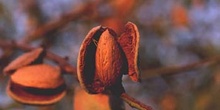 Almendro - Fruto (Prunus dulcis)