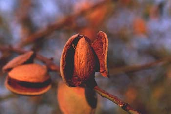 Almendro - Fruto (Prunus dulcis)