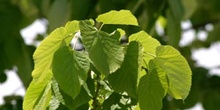 Tilo común - Hoja (Tilia platyphyllos)