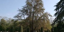 Ahuehuete o Ciprés calvo - Porte (Taxodium mucronatum)