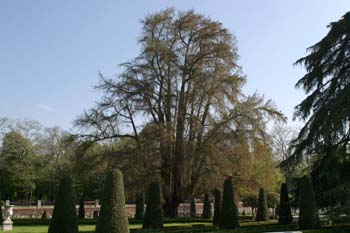 Ahuehuete o Ciprés calvo - Porte (Taxodium mucronatum)