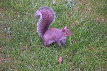 Ardilla, Parque Beacon Hill, Victoria