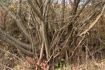 Sauce blanco - Troncos (Salix alba)