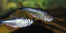 Tetra de Buenos Aires (Hemigrammus caudovicttatus)