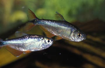 Tetra de Buenos Aires (Hemigrammus caudovicttatus)