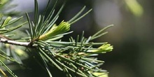 Cedro llorón - Hojas (Cedrus deodara)