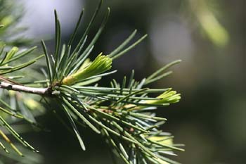 Cedro llorón - Hojas (Cedrus deodara)