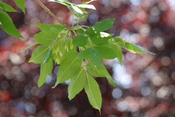 Fresno de hoja estrecha - Hoja (Fraxinus excelsior)