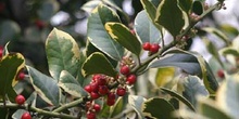 Acebo de jardín (Ilex x altaclerensis)