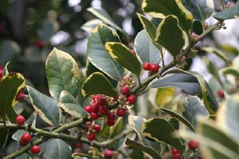 Acebo de jardín (Ilex x altaclerensis)