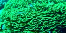 Coral ondulante amarillo (Turbinaria mesenterina)