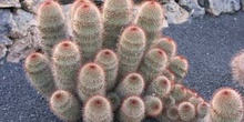 Mammillaria spinosissima