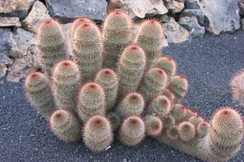 Mammillaria spinosissima