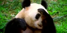 Sneezing Panda