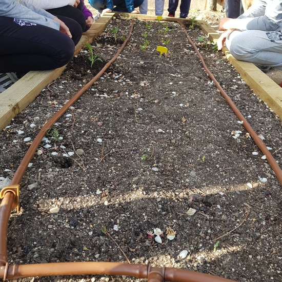 5º PLANTA EN EL HUERTO_CEIP FDLR_LAS ROZAS 12