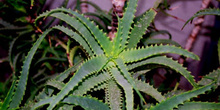 Aloe