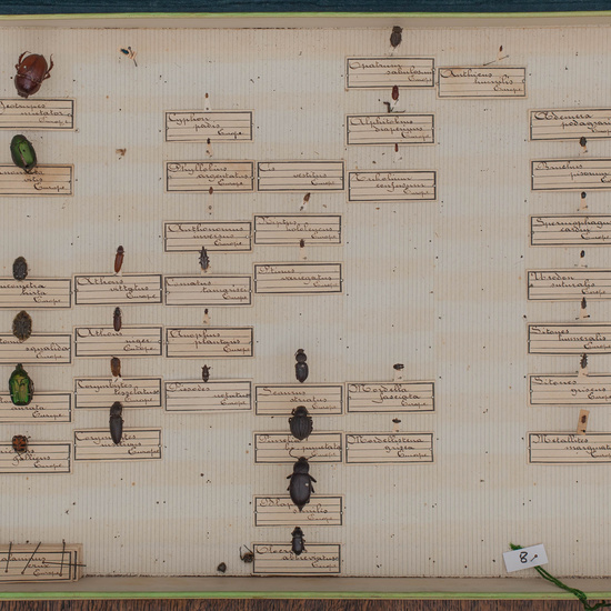 IES_CARDENALCISNEROS_Insectos_045