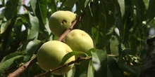 Melocotonero - Fruto (Prunus persica)
