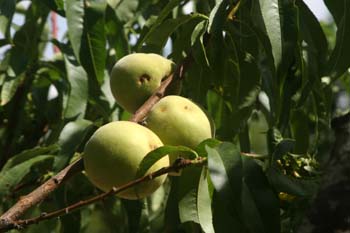 Melocotonero - Fruto (Prunus persica)