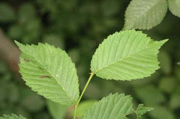 Olmo montano - Hojas (Ulmus glabra)