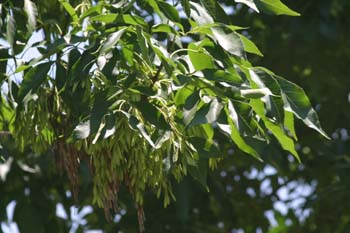 Fresno de hoja ancha - Hoja (Fraxinus excelsior)