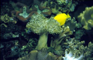 Coral seta (Sarcophyton sp.)