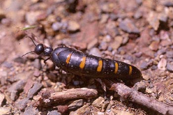 Aceitera (Meloë proscarabeus)