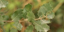 Encina - Hoja (Quercus ilex)
