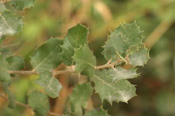 Encina - Hoja (Quercus ilex)