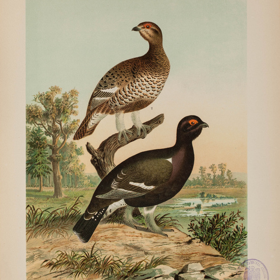 IES_CARDENALCISNEROS_AVES_LAMINAS_226