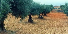 Olivo - Porte (Olea europaea)