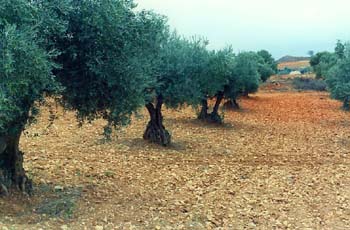 Olivo - Porte (Olea europaea)