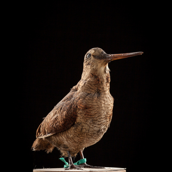 IES_SANISIDRO_BIOLOGIA_029