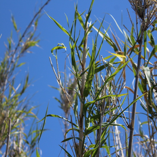 Artemisia campestris