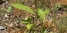 Castaño - Planta jóven (Castanea sativa)