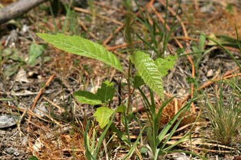 Castaño - Planta jóven (Castanea sativa)