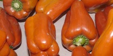Pimiento rojo
